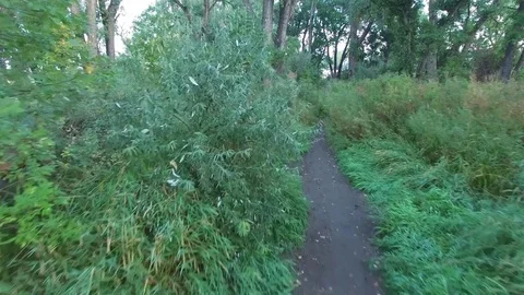 Green Forest Lake Fly down Path and Stop 4K Stock Footage 78254848