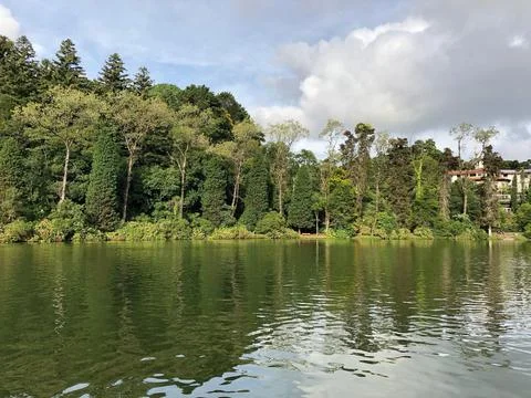 Green forest by the lake Stock Photos