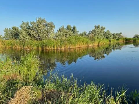 Green forest by the lake in reflection in the water beauty in nature 写真素材