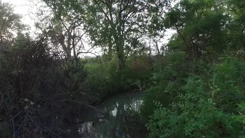 Green Forest Lake Small River Run 4K Stock Footage 78252782