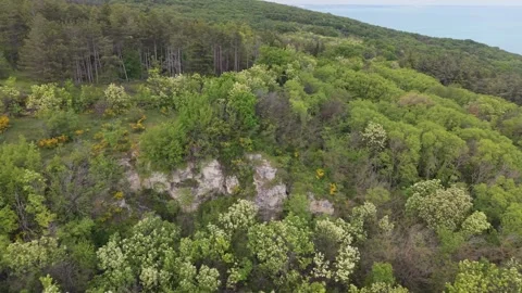 Green Forest Landscape Beneath Dramatic Cloudy Sky Captured From Drone Above 스톡 동영상 335067331