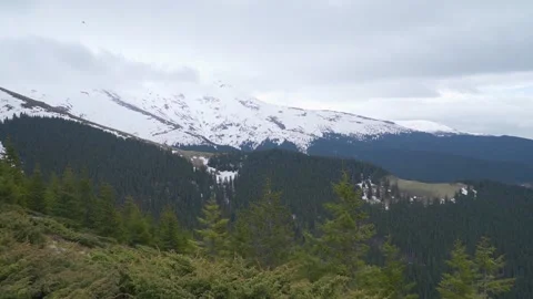 Green forest landscape on mountain slopes. Pan left reveals snow covered Stock Footage 249053392