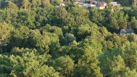 Green forest landscape panning over treetops and revealing suburban houses Vidéo 347807448