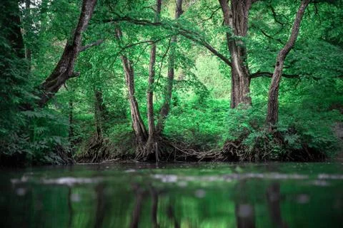 Green forest landscape Stock Photos