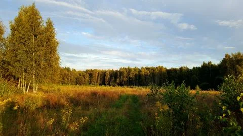 Green forest landscape Foto stock