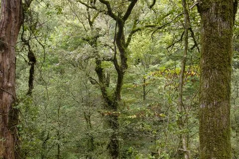 Green forest landscape Stock Photos