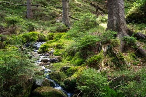 Green forest landscape Foto stock