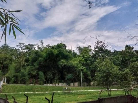 Green Forest Landscape Foto stock
