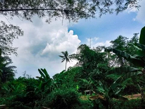 Green Forest Landscape Stock Photos
