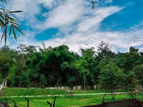 Green Forest Landscape Foto stock