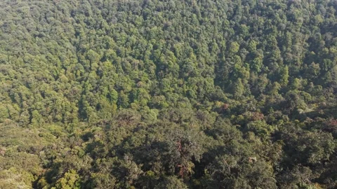 Green Forest Landscape in Resunga Hill, Gulmi, Nepal Vidéo 334162860