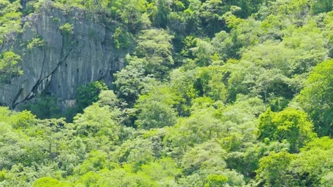 Green forest landscape with trees and foliage in the woods on a summer morning Stock Footage 320856513