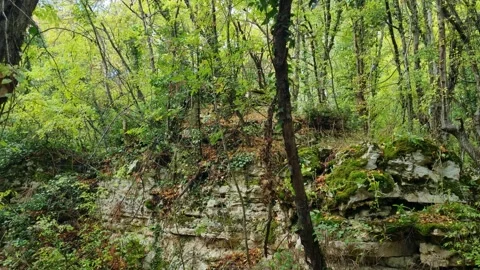 Green forest landscape with trees, rocks and natural wild vegetation scenery Stock Footage 320044887