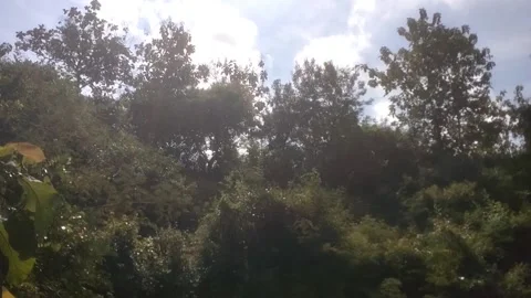 Green Forest Landscape Under a Bright Sky Vídeo Stock 334103030