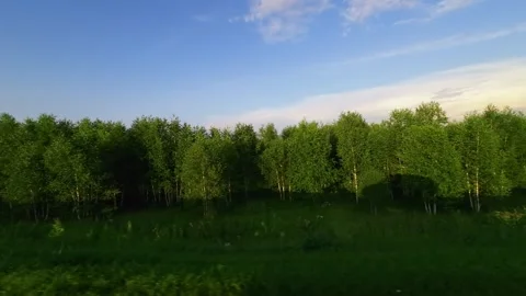 Green forest landscape viewed from car window at sunset Stock Footage 345485763