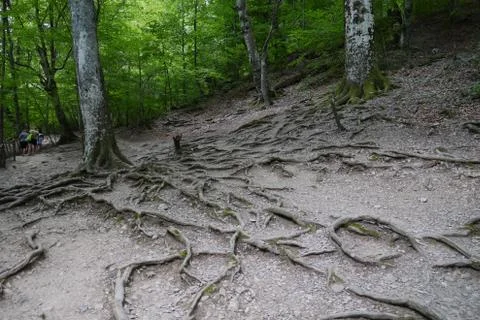 Green forest with large trees whose roots protrude over the ground for many m Stock Photos
