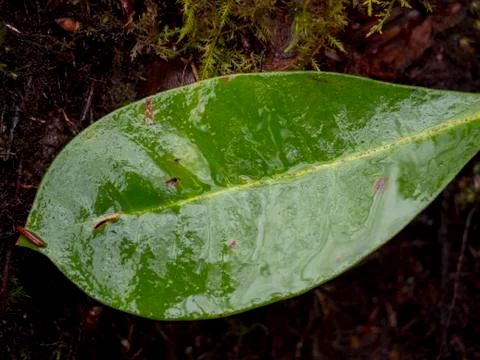 Green Forest Leaf  Stock Photos