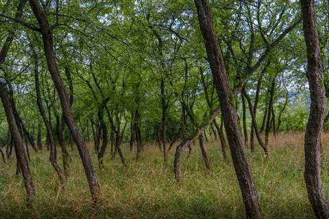 Green Forest with Leaning Trees Stock Photos