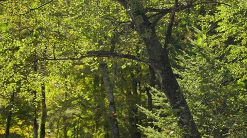 Green forest leaves fluttering in the wind in Kamikochi, Japan 動画素材 344057619