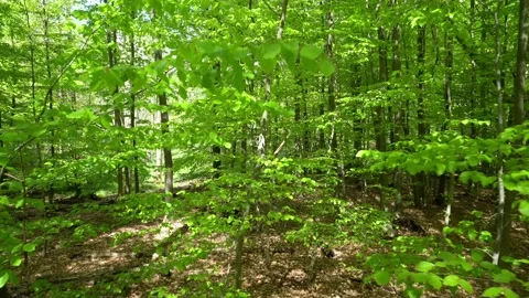 Green Forest Leaves in Spring - Deciduous Forest Trees and Landscape Stock Footage 143144780