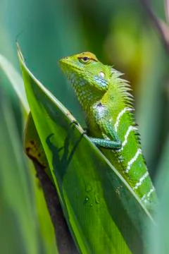 Green forest lizard in Ella, Uva province, Sri Lanka Stock Photos