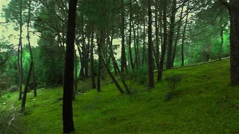 Green forest with long trees Stock Footage