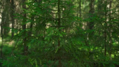 Green forest with lots of coniferous and deciduous trees. Stock Footage 160422877