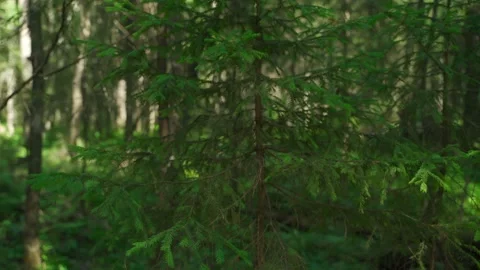 Green forest with lots of coniferous and deciduous trees. Stock Footage 160422885