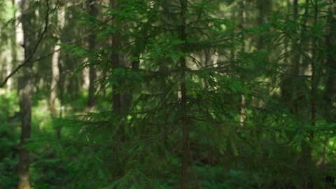 Green forest with lots of coniferous and deciduous trees. Stock Footage 160422896