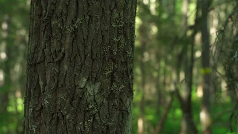 Green forest with lots of coniferous and deciduous trees. Stock Footage 160422925