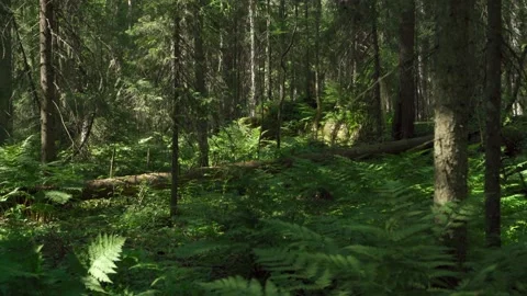 Green forest with lots of coniferous and deciduous trees. Stock Footage 160422946