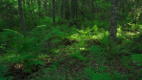 Green forest with lots of coniferous and deciduous trees. Stock Footage 160423073