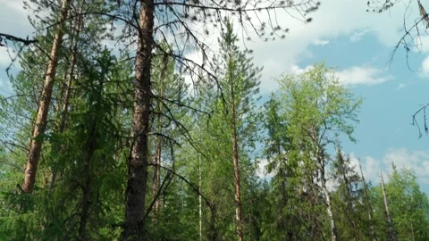 Green forest with lots of coniferous and deciduous trees. Stock Footage 160423129