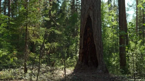 Green forest with lots of coniferous and deciduous trees. Stock Footage 160423160