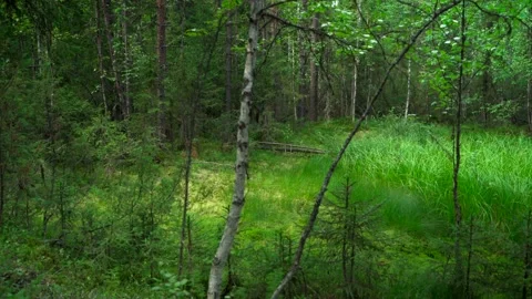 Green forest with lots of coniferous and deciduous trees. Stock Footage 160423221