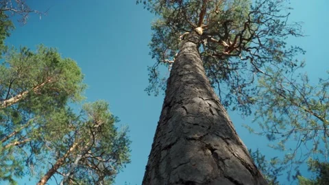 Green forest with lots of coniferous and deciduous trees. Stock Footage 160423244