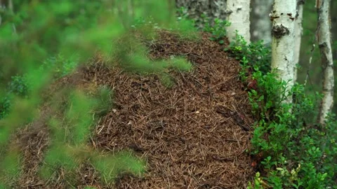 Green forest with lots of coniferous and deciduous trees. Stock Footage 160423284