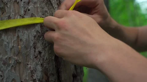 Green forest with lots of coniferous and deciduous trees. Stock Footage 160423335