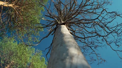 Green forest with lots of coniferous and deciduous trees. Stock Footage 160423340