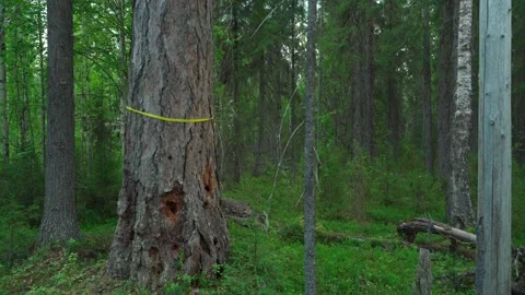 Green forest with lots of coniferous and deciduous trees. Stock Footage 160423359