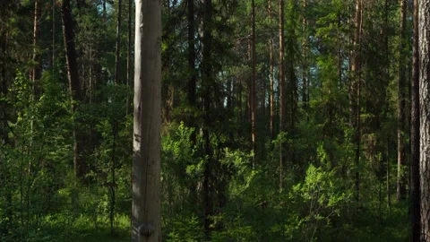Green forest with lots of coniferous and deciduous trees. Stock Footage 160423360