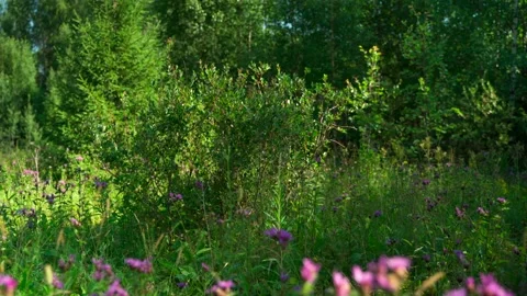 Green forest with lots of coniferous and deciduous trees. Stock Footage 160423382