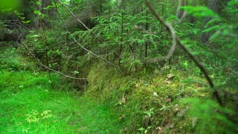 Green forest with lots of coniferous and deciduous trees. Stock Footage 160423479