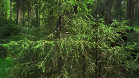 Green forest with lots of coniferous and deciduous trees. Stock Footage 160423494