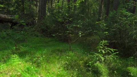 Green forest with lots of coniferous and deciduous trees. Stock Footage 160423519