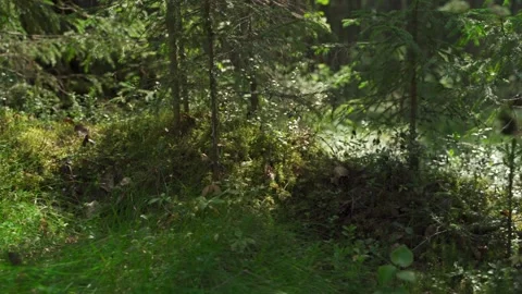 Green forest with lots of coniferous and deciduous trees. Stock Footage 160423535