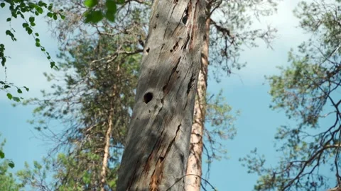 Green forest with lots of coniferous and deciduous trees. Stock Footage 160423542