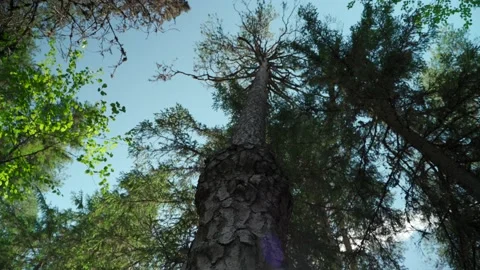 Green forest with lots of coniferous and deciduous trees. Stock Footage 160423545
