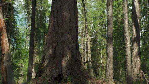 Green forest with lots of coniferous and deciduous trees. Stock Footage 160423558
