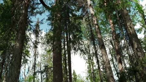 Green forest with lots of coniferous and deciduous trees. Stock Footage 160423561